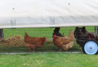 Keeping Feral Chickens from Your Flock